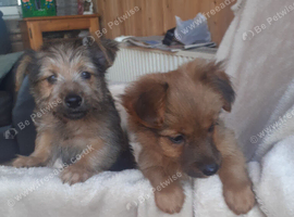 Yorkie terrier x