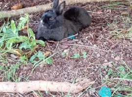 Netherland dwarfs for sale