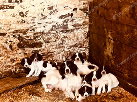 Stunning litter of English Springer spaniels