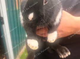Two male dutch