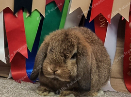 Gorgeous mini lop baby boy