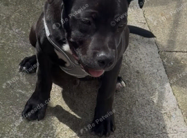 Beautiful puppy boy