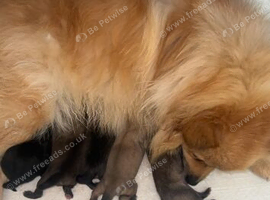 Pomeranian puppies