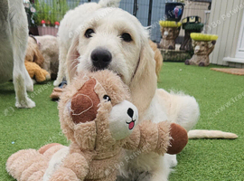AdorableDouble Doodle puppies (hypoallergenic)