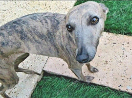 KC reg Blue Brindle Female Whippet