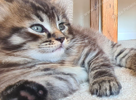 Gorgeous fluffy boy