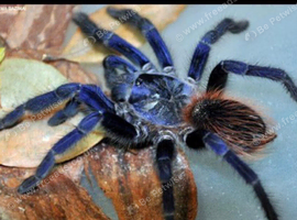 Sazimai tarantula