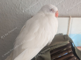 Female albino princess Wales parakeet