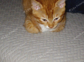Ginger tom 10 weeks old 50 pound