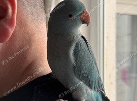 Male Blue Ringneck