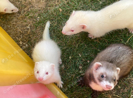 8 week old ferrets