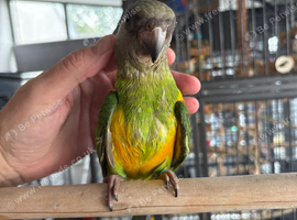 Baby boy Senegal parrot extremely tame