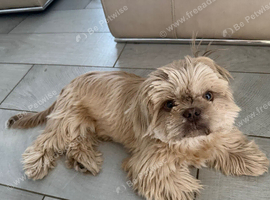 Beautiful lavender imperial shihtzu