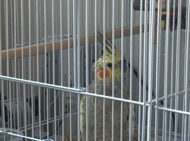 Male untamed cockatiel for sale