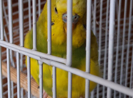 Budgie 4 available 1 cock 3 hens