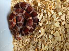 Het palmetto baby corn snakes