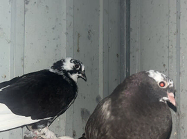 Mixed young pigeons for sale