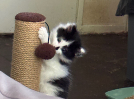 Male kitten for sale
