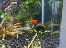 Platy male