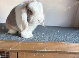 Mini lop Doe