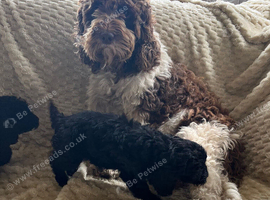 Cockapoo puppy