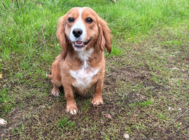 Cavapoo 5years old.