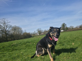 German sheperd cross collie for sale