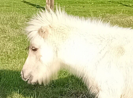 Standard colt foal
