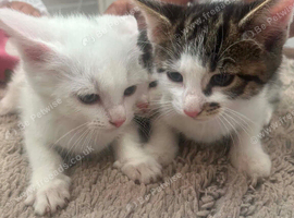 3 boys kittens