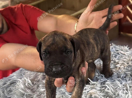 Presa canario pupps