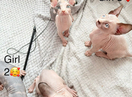 Beautiful Sphynx Kittens Looking for Their Forever Homes ️