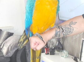 Blue and gold macaw