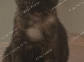 Bengal cross kitten