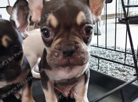 5 French bulldogs puppies *last boy left *