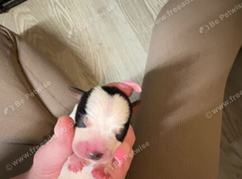 Jack Russell puppies for sale
