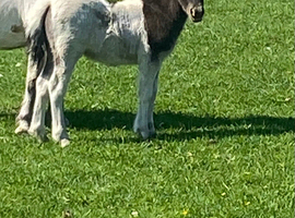 Toby Shetland looking for