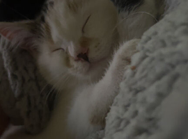 Calico kitten
