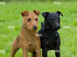 Working patterdale