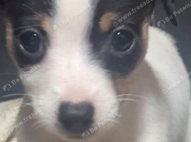 Stunning jackrussel puppies
