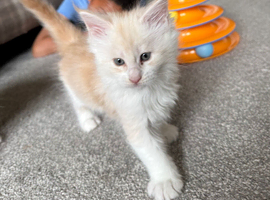 Maine Coon Kittens