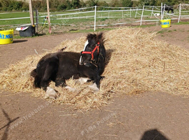 Cob cold 6months old