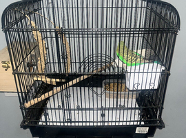 2 budgies and cage