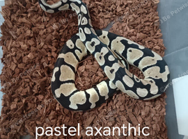 multiple morphs of royal pythons