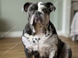 Beautiful blue merle British bulldog