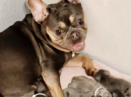 Stunning Frenchie pups for sale