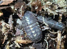 (20% OVERCOUNT) Armadillidium vulgare "Germany" for sale UK