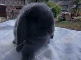 beautiful mini lops