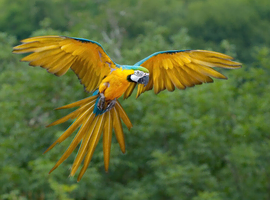Young Blue and Gold Macaw for Permanent Family Home (Upto &pound;1000)