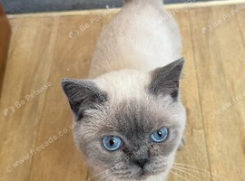 Colour point British shorthair