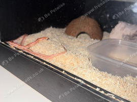 Lucy &ndash; Snake with Full Setup